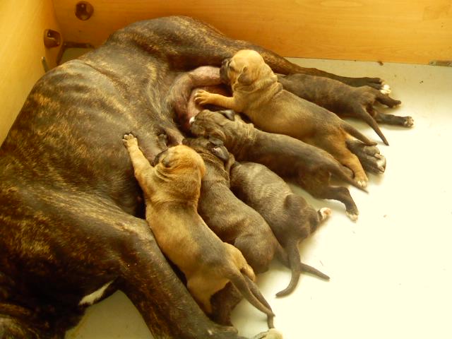 A litter of Cane Corso puppies nursing