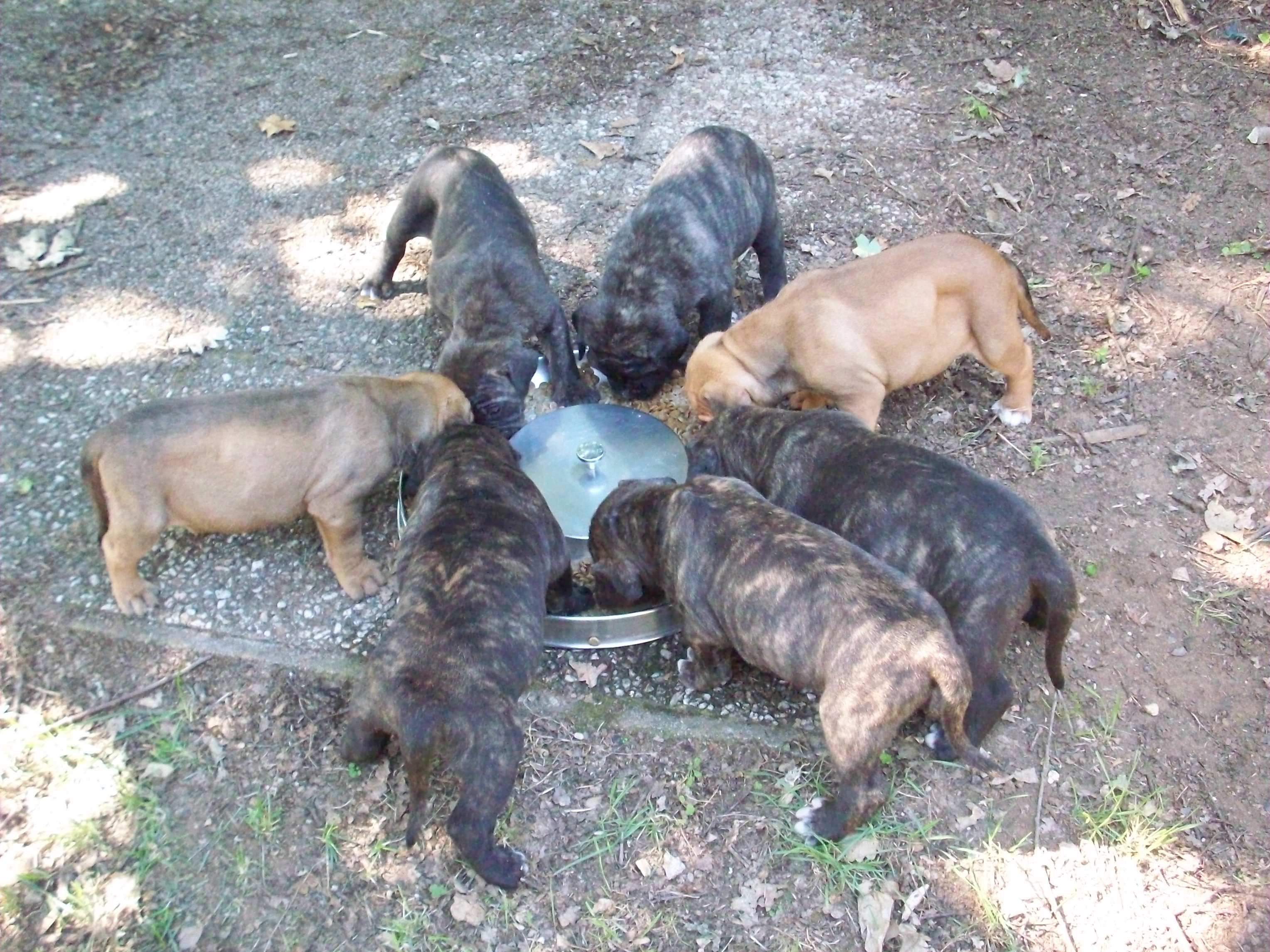 Cane Corso puppies from Stephan Mairesse's litter feeding together outdoors