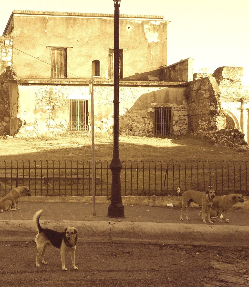 Free-roaming dogs in a street scene in the Dominican Republic