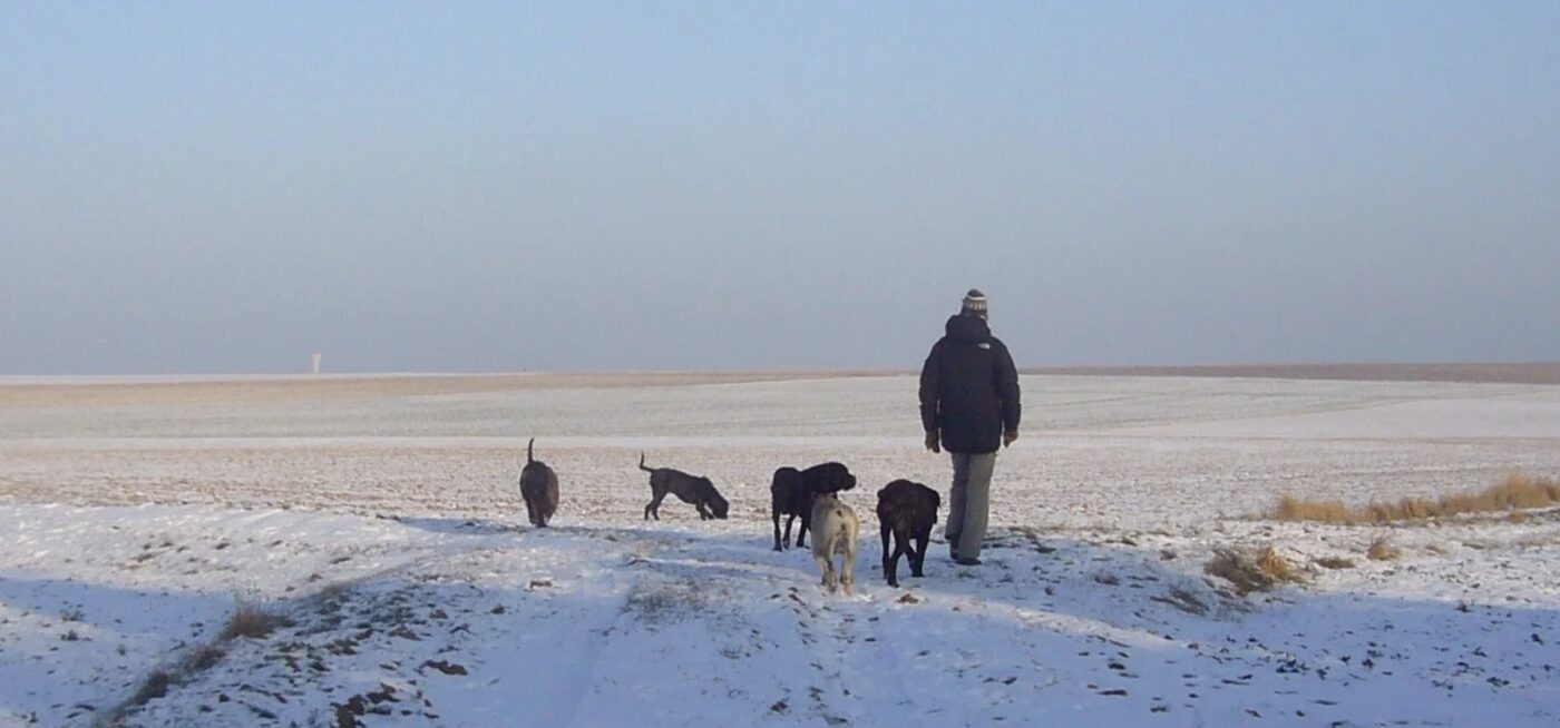 Stephan Mairesse walking a pack of dogs across a snowy field