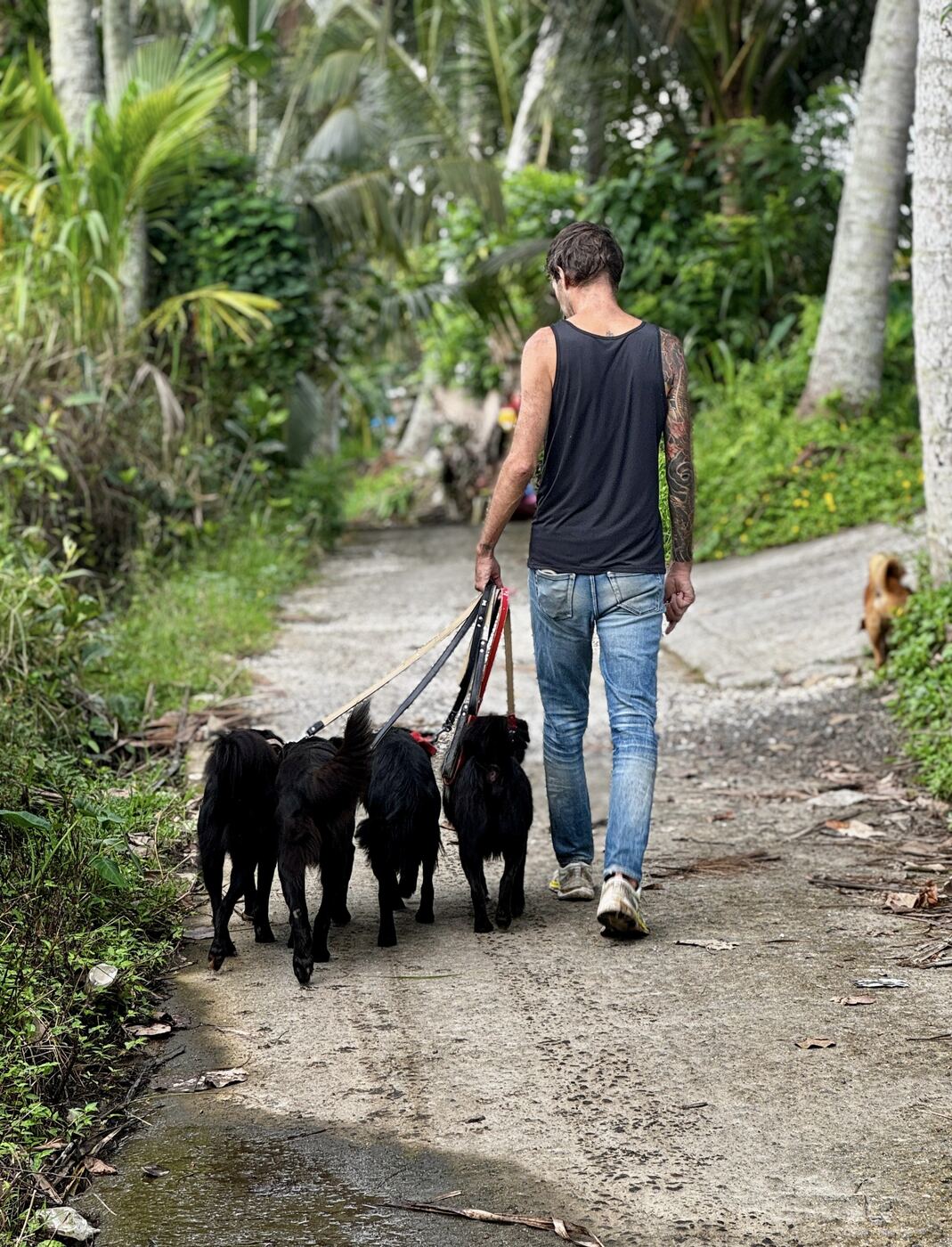 Stephan Mairesse walking a pack of dogs on a tropical path in Bali