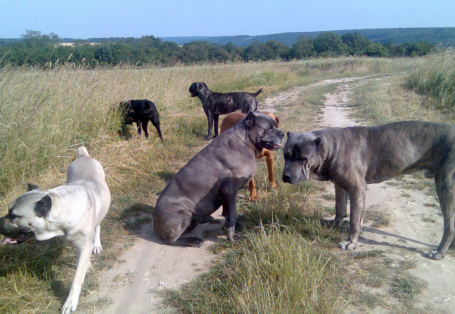 A pack of dogs standing calmly together in an open field